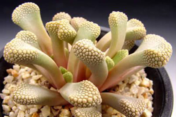 多肉天女属,用美丽的名字诱惑你买,用奇特的长相颠倒你的审美!