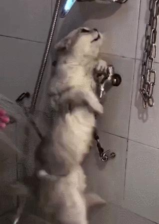 猫咪洗澡后不冷发抖,给猫咪洗澡猫咪疯狂挣扎
