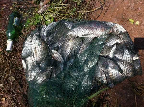 罗非鱼算不算入侵物种？离开非洲老家之后，它在全世界横行