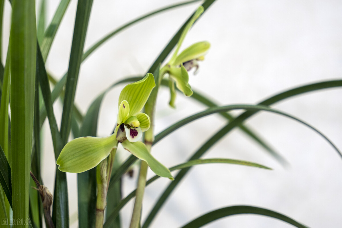 兰花的花苞怎么养才会长大,兰花出花苞怎样养