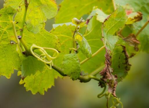 2021年玉米大豆种植补贴标准价格,2022大面积种植粮食补贴发放标准