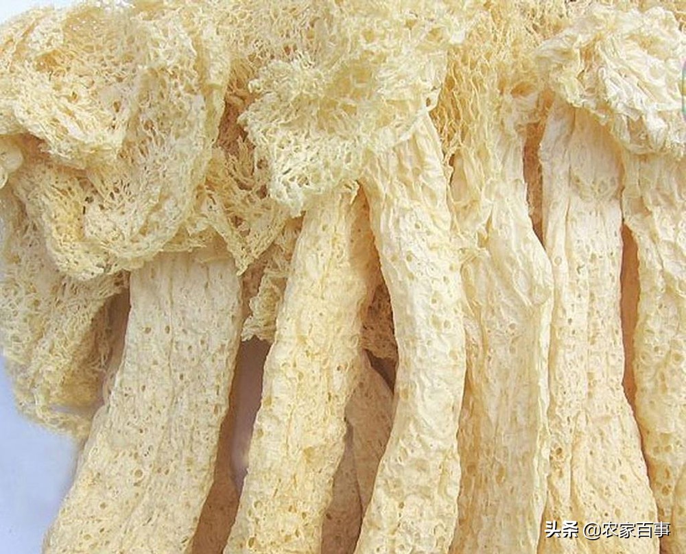 顶级野生竹荪,竹荪被誉为什么菌菇之王