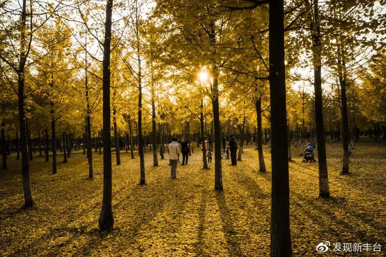 银杏叶美景推荐,银杏公园秋色的美景