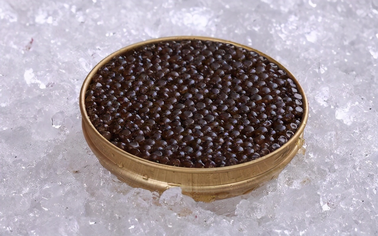 意外捕捞野生达氏鳇,达氏鳇能活多少年