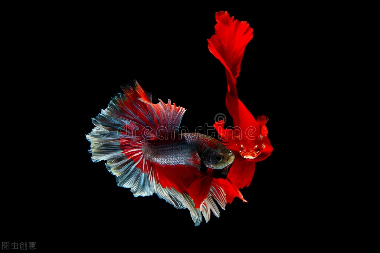 观赏鱼的种类和价值英文,观赏鱼粤语