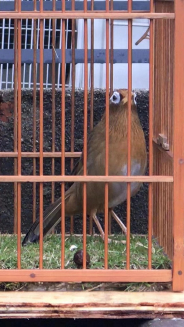 画眉鸟为什么会仰头？如何防止自己的画眉鸟仰头？