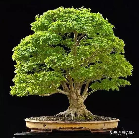 购买花卉遇到哪些坑,购买花卉盆景如何避免被骗