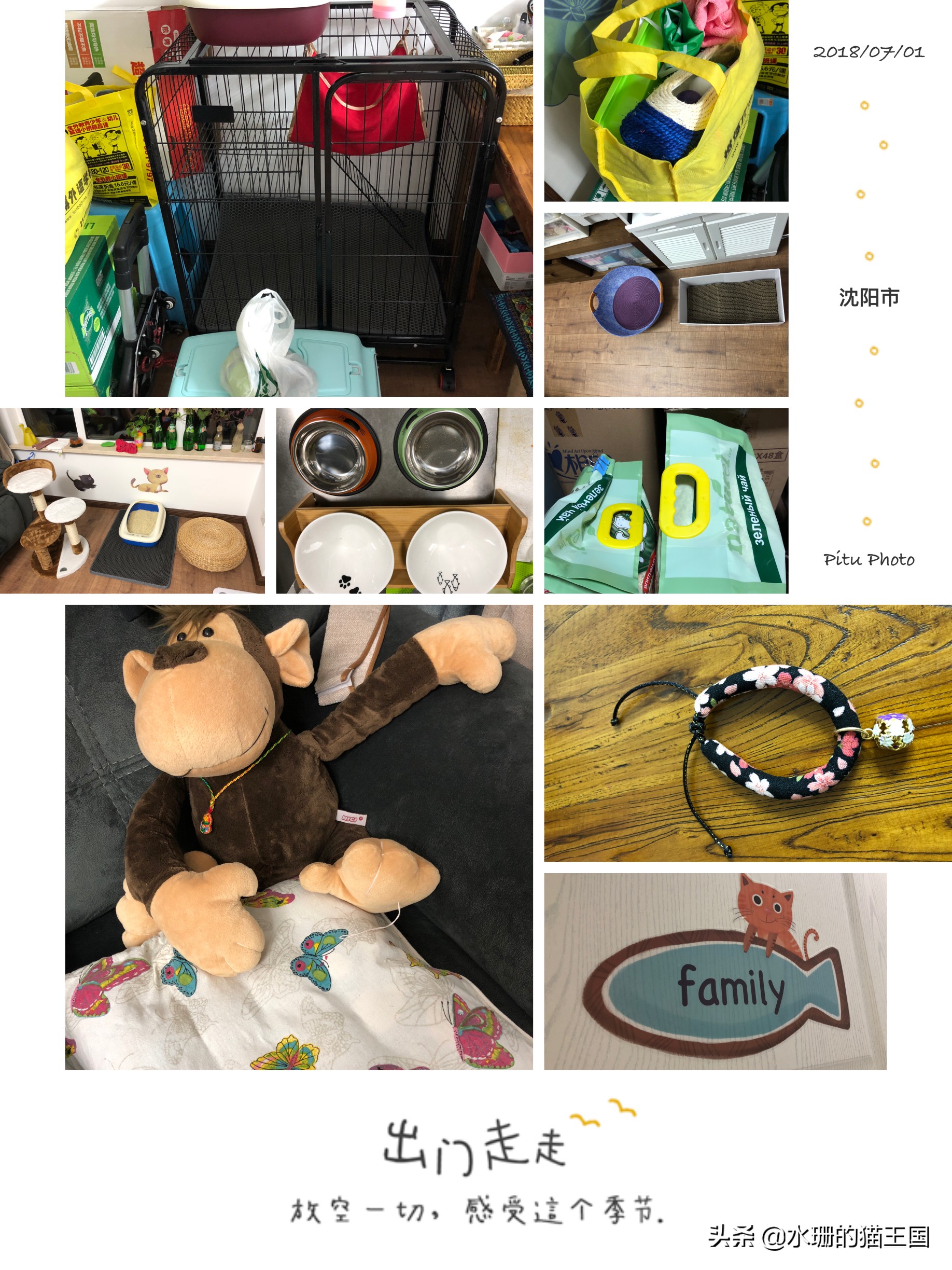 乔迁之喜带猫咪寓意,猫咪换家会出现什么情况