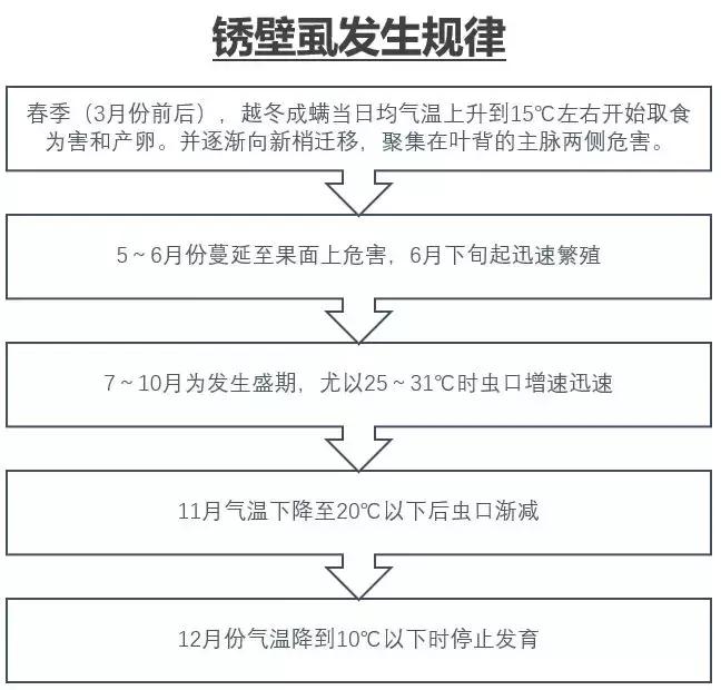2021年柑橘锈壁虱什么时候适合打,锈壁虱病症特点