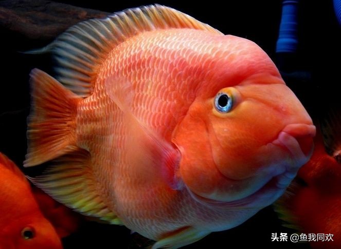 迷你鹦鹉鱼起头好吗,观赏鱼鹦鹉鱼怎么养活