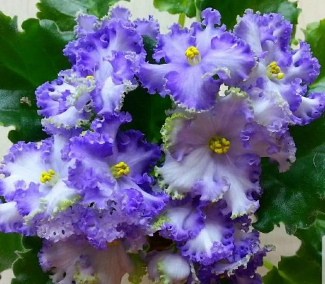 芳踪难觅濒危花！清新治愈篇：沙漠高原是吾家，豹子花的春天来了