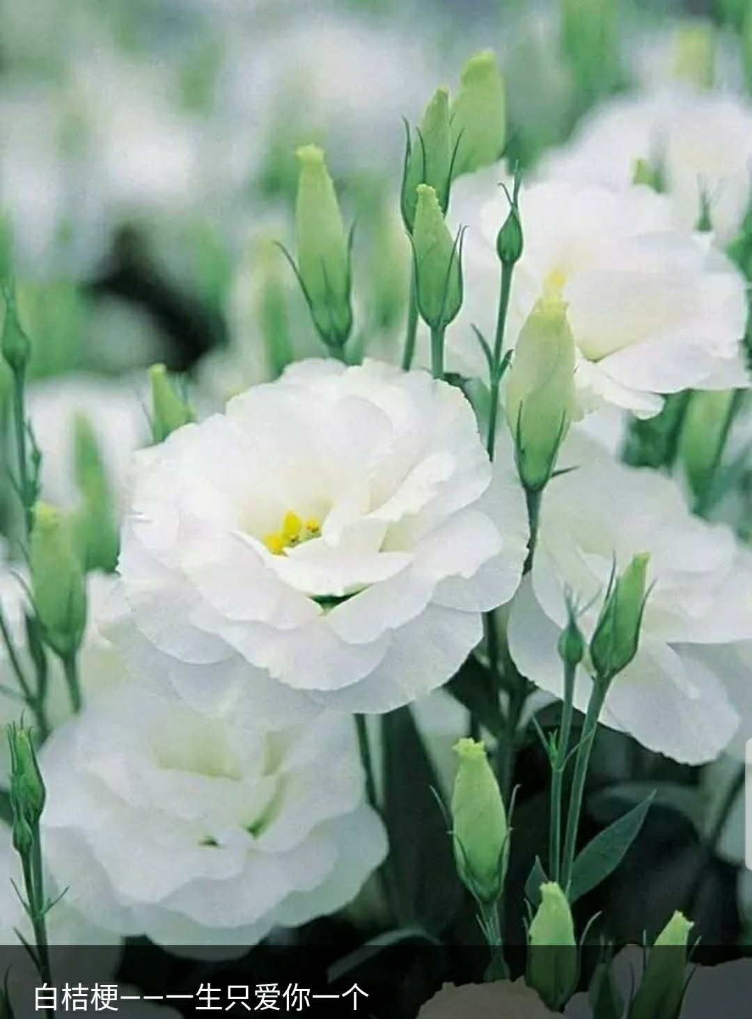 铃儿响叮当双音和弦五线谱,铃儿响叮当三级长笛