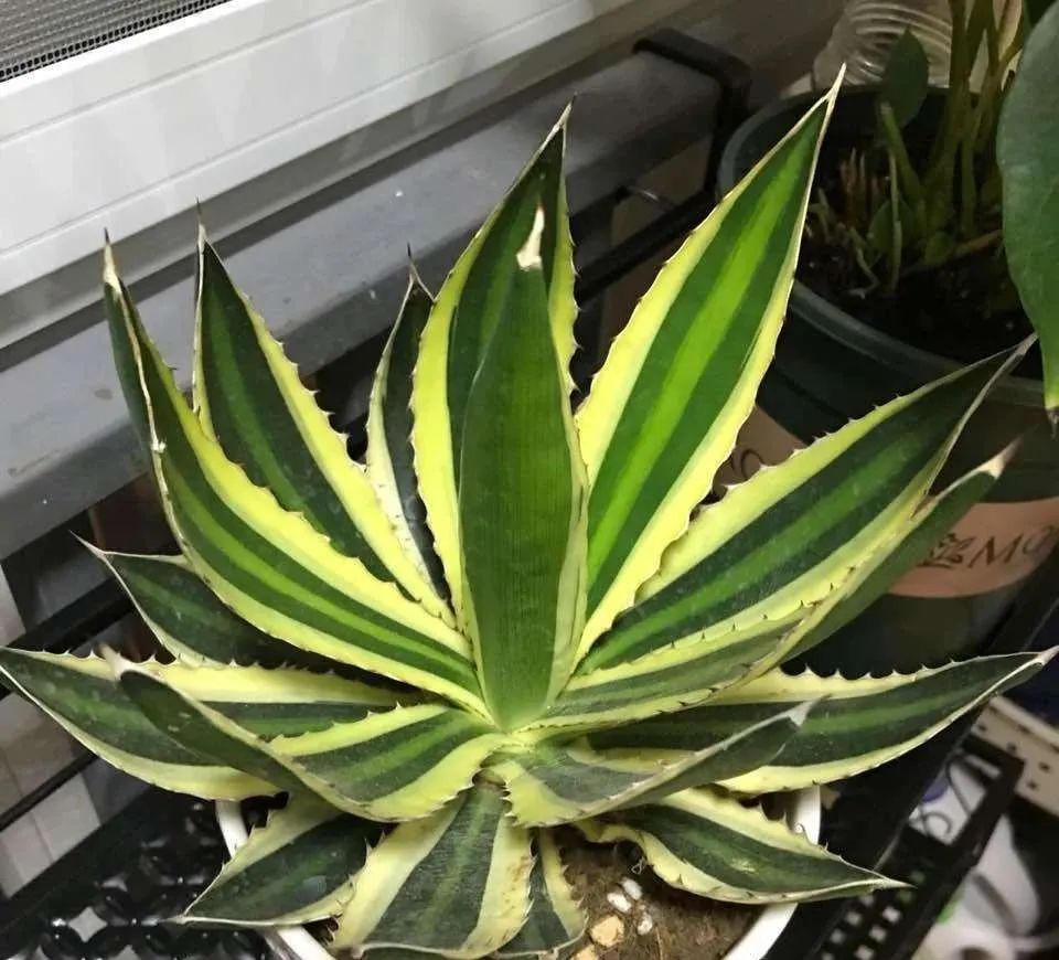 除甲醛最好的花是什么品种,房间养什么花可以除甲醛味