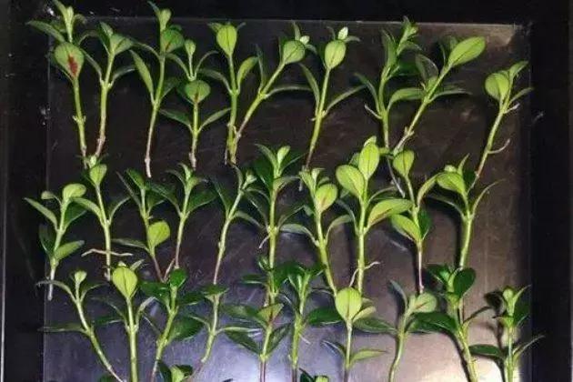 这6种花给点水就爆盆懒人必备,插枝最好养的四种花