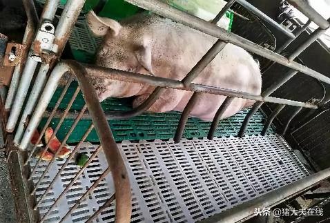 母猪是用产床好还是不用好,母猪产床铸铁好还是复合板好