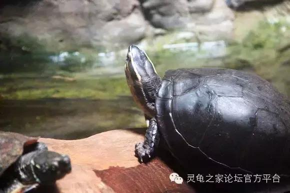 安布闭壳龟繁殖技术,安布闭壳龟要办证吗