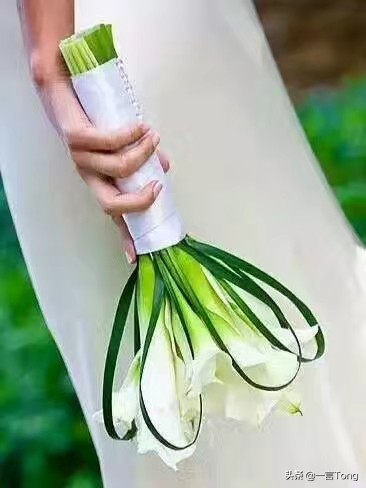 贵族版马蹄莲,高贵雅致马蹄莲