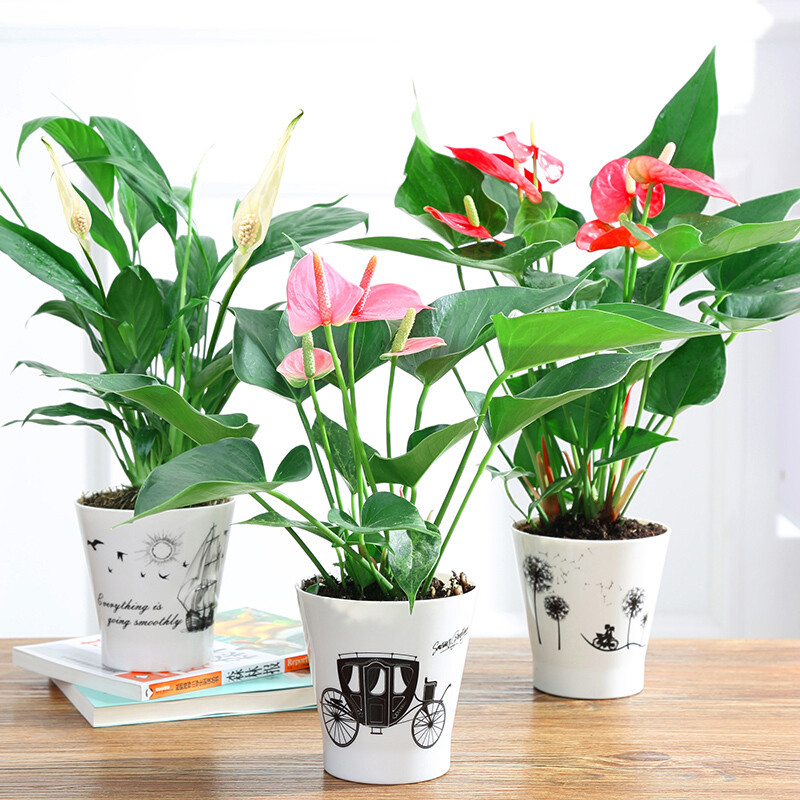 水泡烂苹果,可以喝的“营养液”,干净肥力大,浇啥旺啥,还减肥