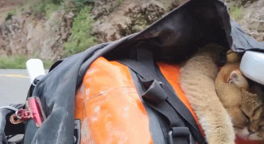 网红绑猫*藏西**骑行求关注,遭网友质疑回怼:比在家里刺激多了