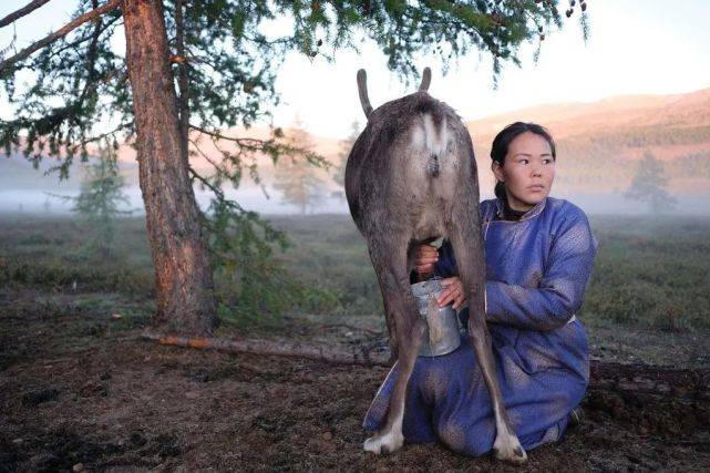 蒙古族乳糖耐受,蒙古人为啥还会乳糖不耐受