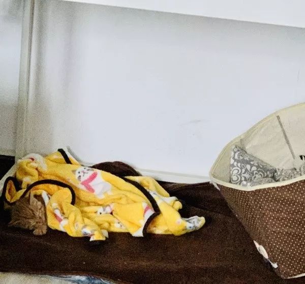 新手铲屎官怎么养猫,新手铲屎官养猫知识