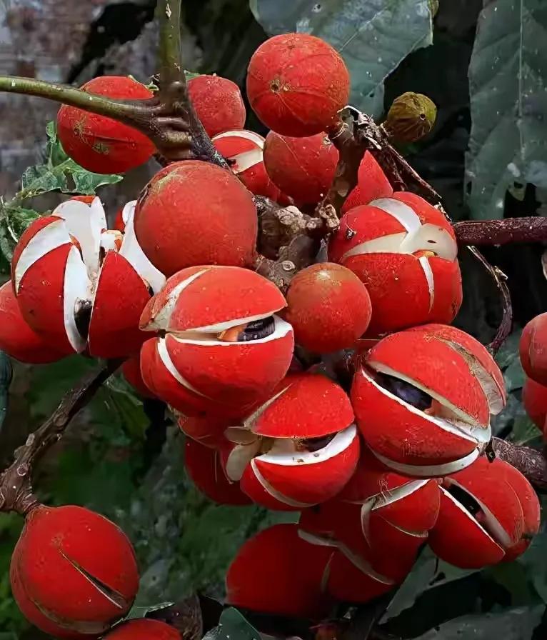 世界十大珍贵的植物图片,世界上罕见的名贵植物图片