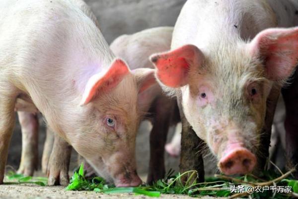 僵猪怎么治的小偏方,治疗僵猪中药配方