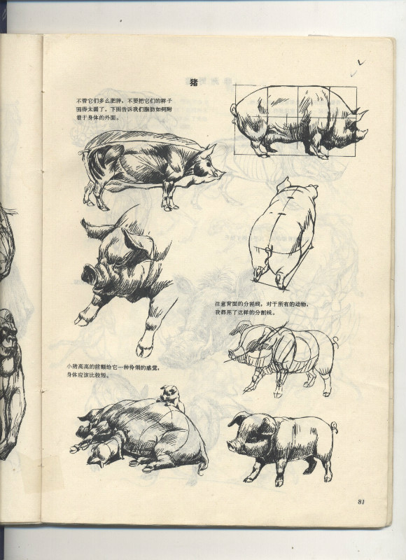 一百幅动物素描,近百幅动物画