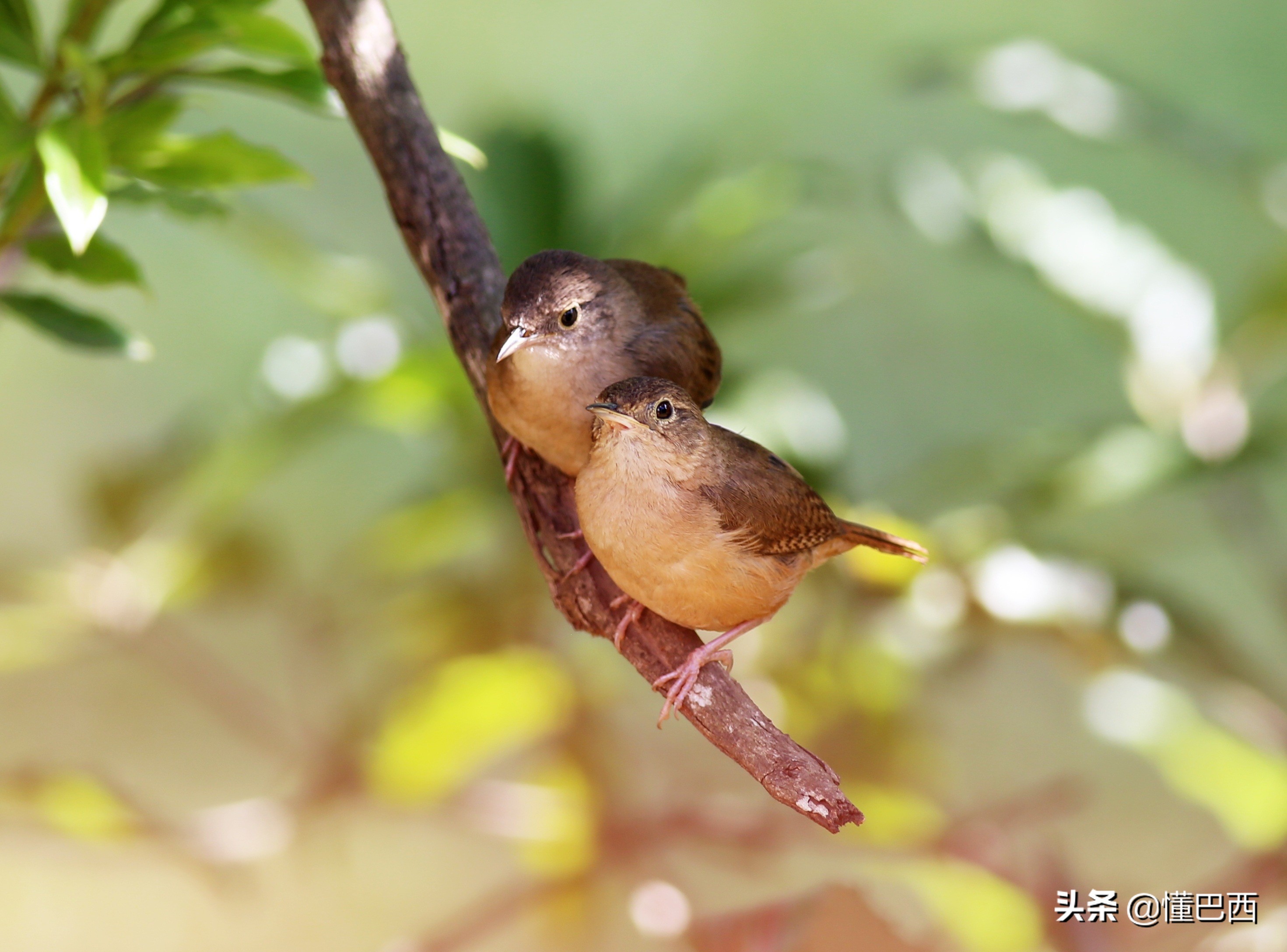 巴西足球名将绰号小鸟,巴西足球队绰号
