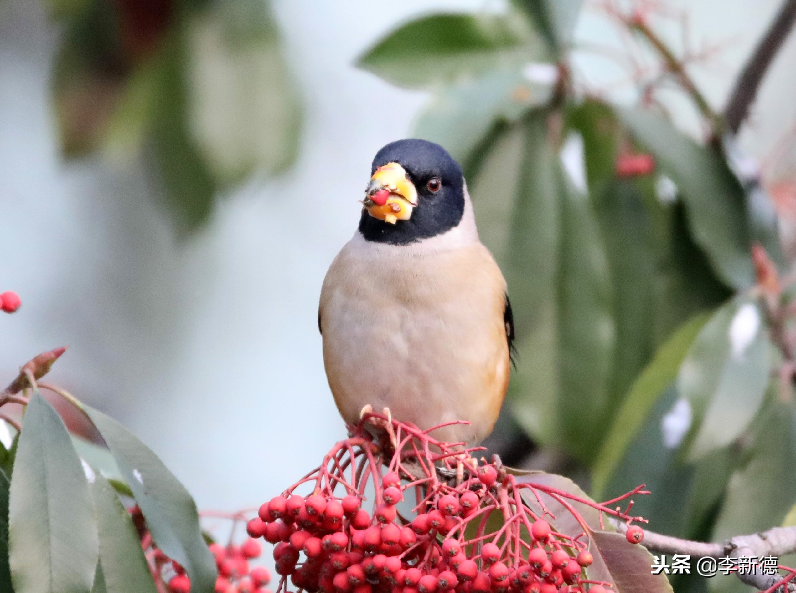 合肥拍到的小鸟,安徽有乌鸫鸟