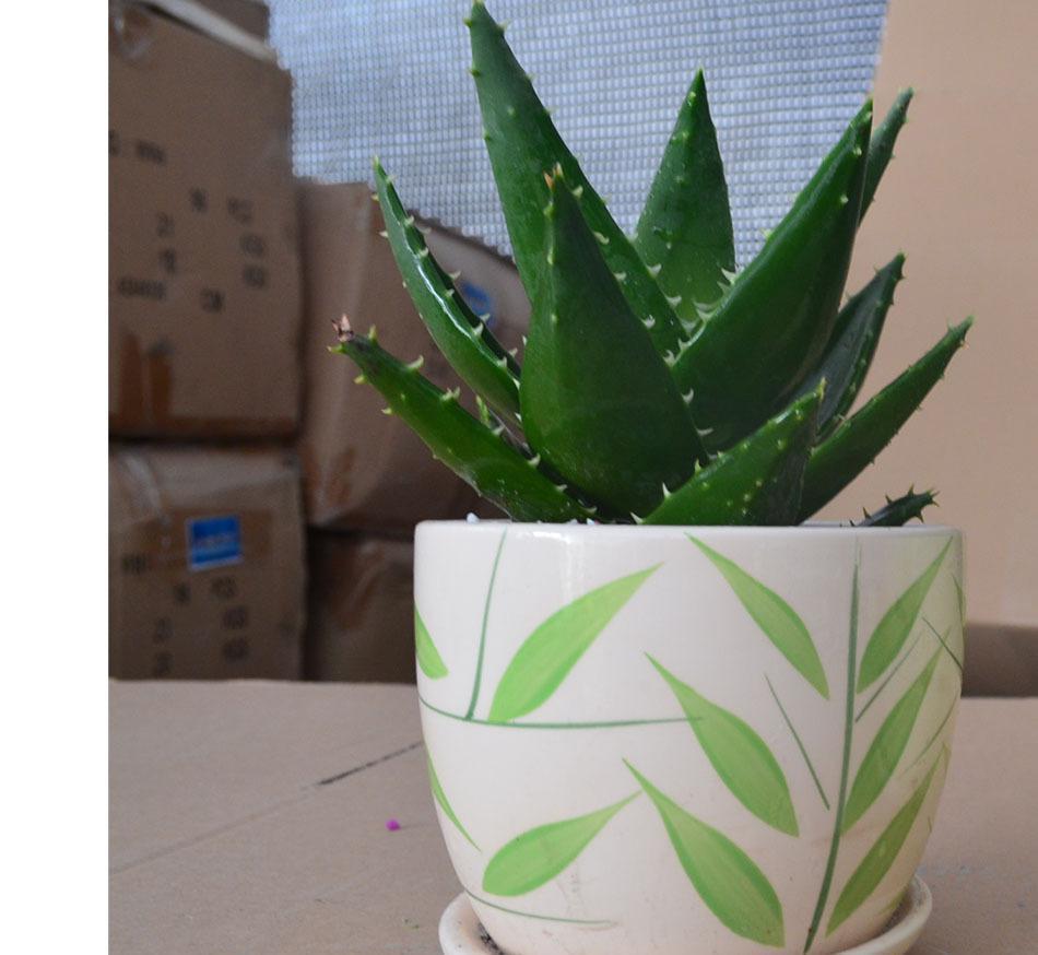 干瘪的芦荟叶片需要拔掉吗,刚种的芦荟叶子干瘪怎么挽救