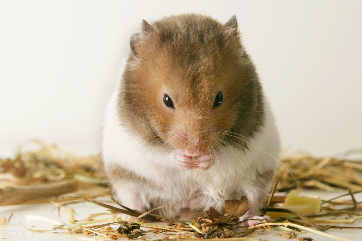 养鼠经验:仓鼠拉软便会自愈吗