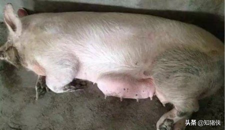 母猪乳房炎怎么治疗最快,母猪乳房炎最佳用药