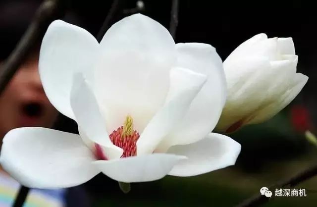 中国各大城市市花介绍,全国56市市花太美了的视频