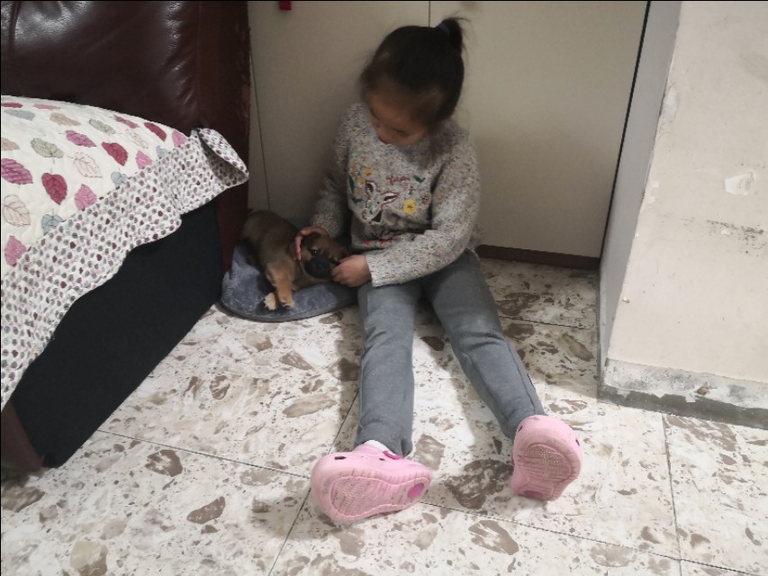 在小区捡到小狗,刚捡到的小狗怎么养