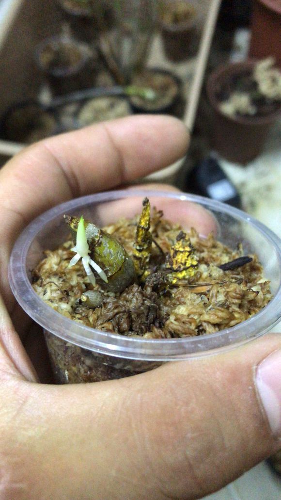 石斛兰冬天叶子发黄是什么原因,石斛兰多棵种在一个盆里会黄叶吗