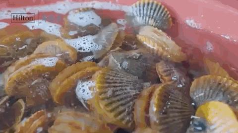 海花岛希尔顿海鲜自助餐团购,在希尔顿住酒店可以免费吃自助餐