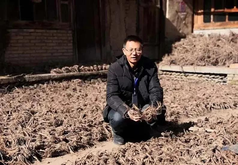 《人民日报》眼中的会宁人侯永平——大学老师种当归