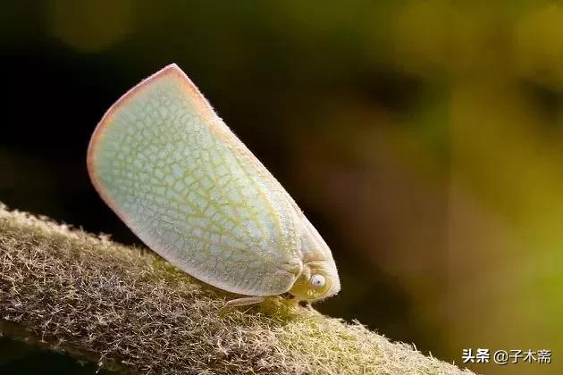 柑橘大实蝇和柑橘小实蝇常规虫害,柑橘虫害高清图谱及防治方法