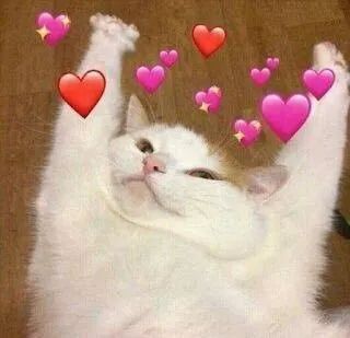 小猫打针后死了,小猫打了狂犬疫苗还会得病吗