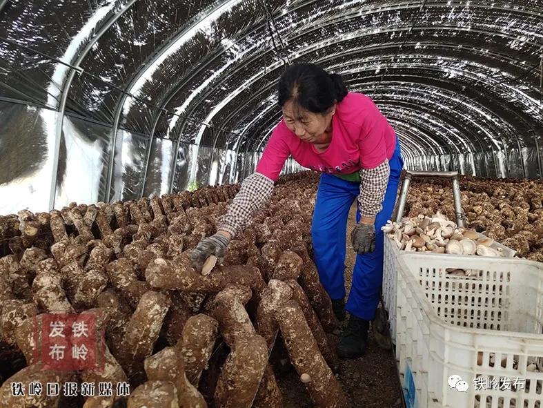 铁岭新闻20191011,铁岭新闻2017