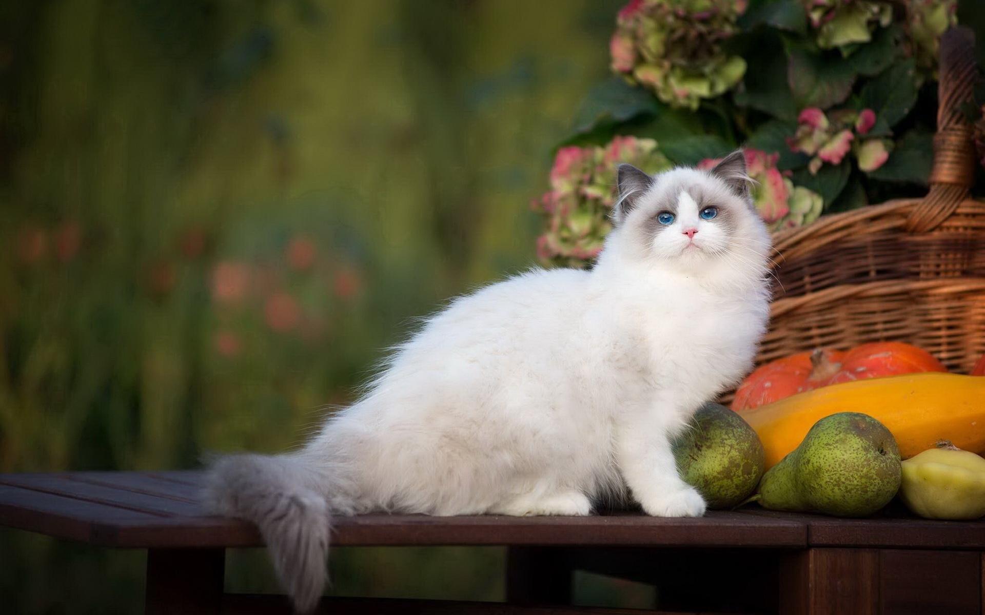 为什么现在猫咪价格那么低,各种猫咪价位