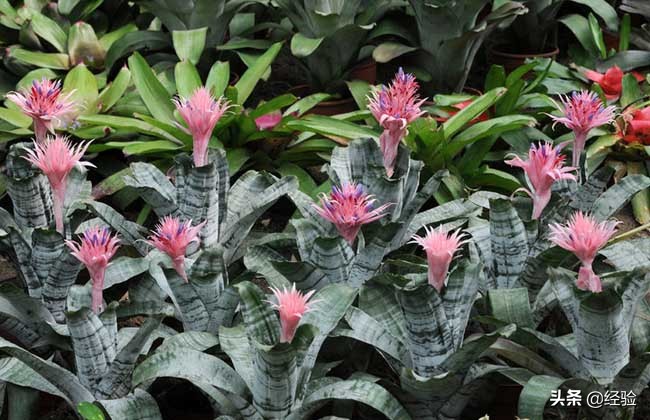 凤梨花叶子发黄怎么办,凤梨花叶子发黄枯萎怎么办