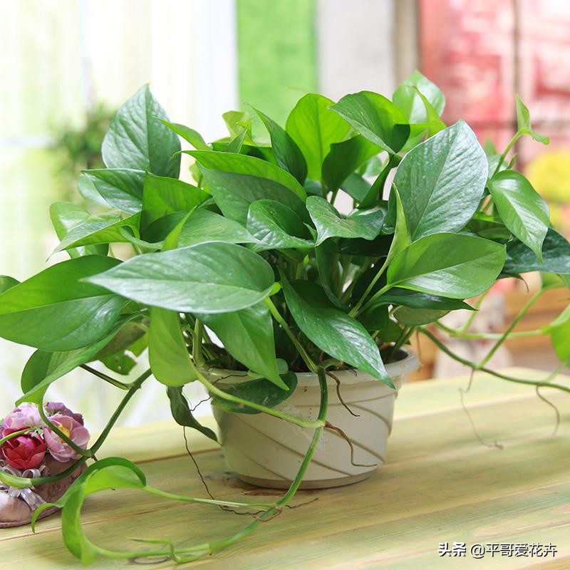吸附甲醛净化空气的好养的花,室内净化空气除甲醛最好养什么花
