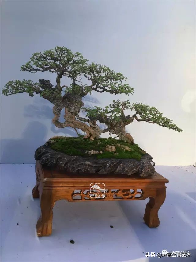 文人杂木盆景精品欣赏,可以做盆景的杂木图片大全