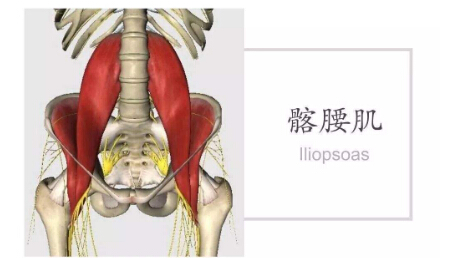 做仰卧起坐腰痛怎么缓解,为什么仰卧起坐动作标准腰还是疼