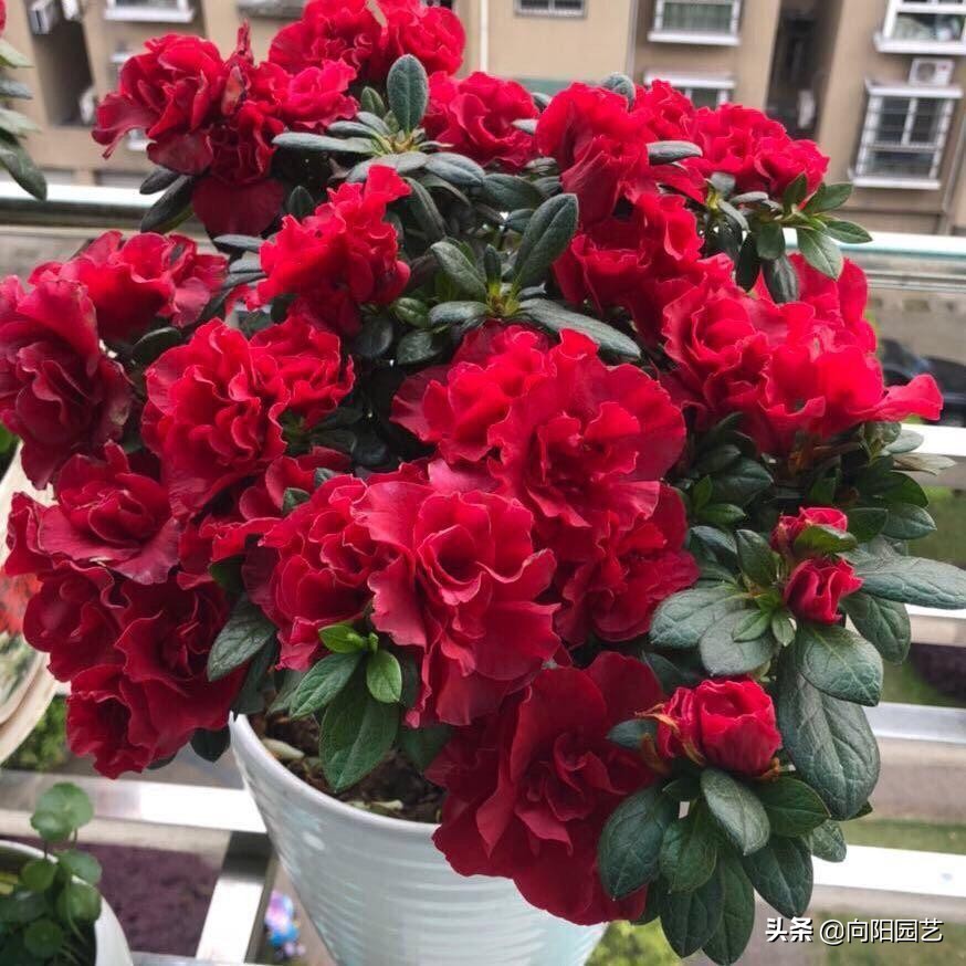 用淘米水养花，有臭味怎么办？丢点橘子皮，一点臭味都没有