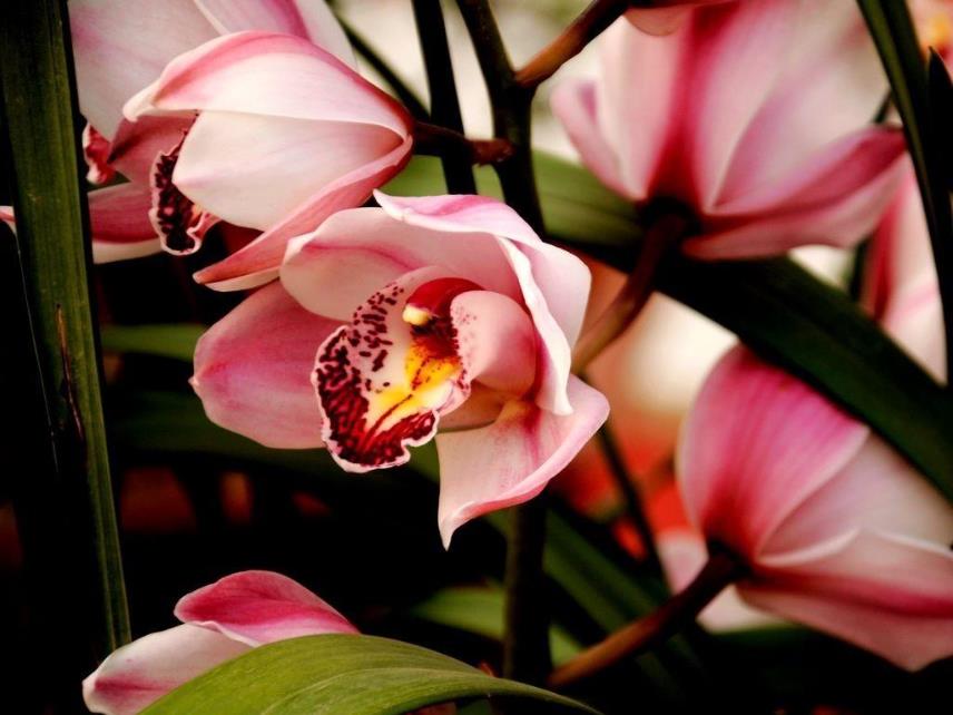 客厅高档上档次兰花盆,仿真兰花高档上档次