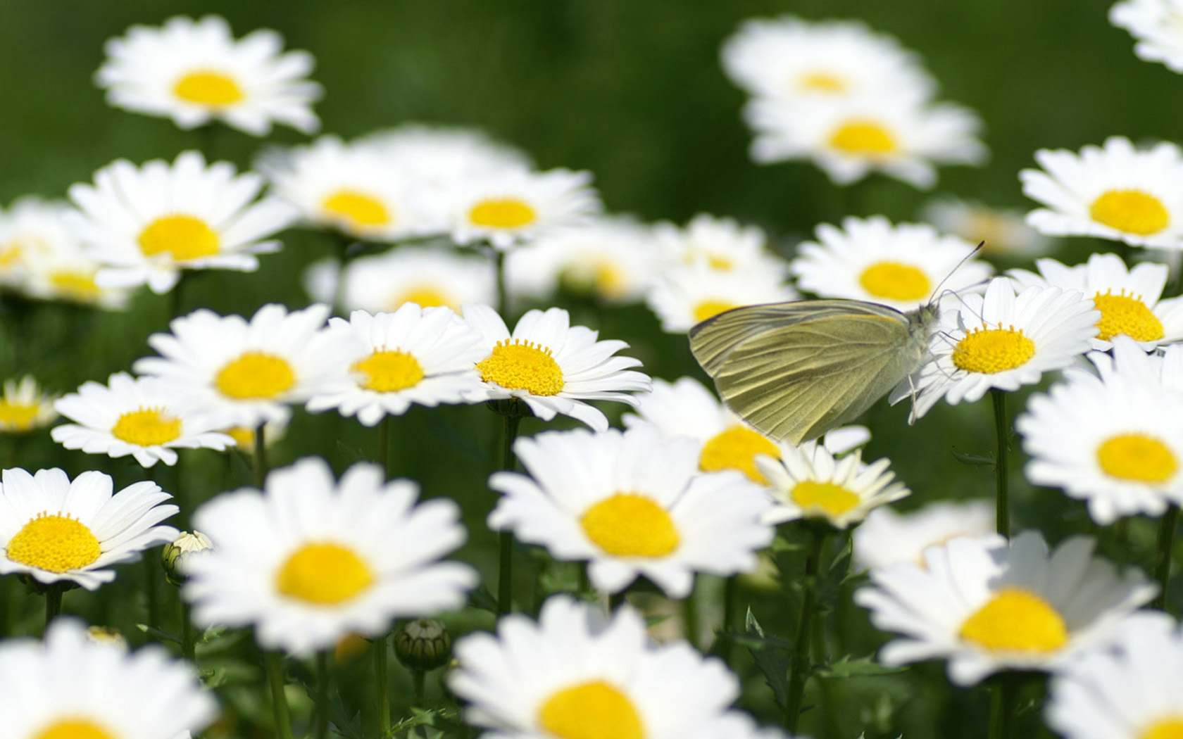 小时候妈妈总是对我大喊,妈妈从小就说我笨特别自卑