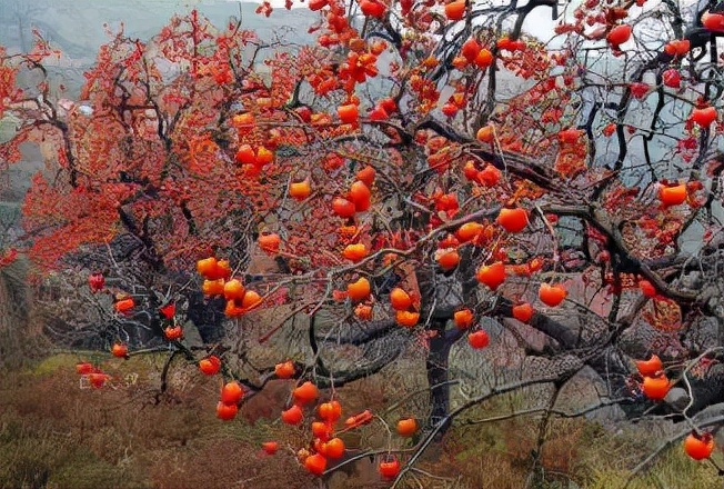 郑启五茶话：永定的柿子红了